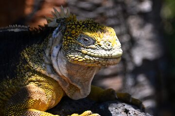 Galapagos (Ecuador) - wildlife, water and waves